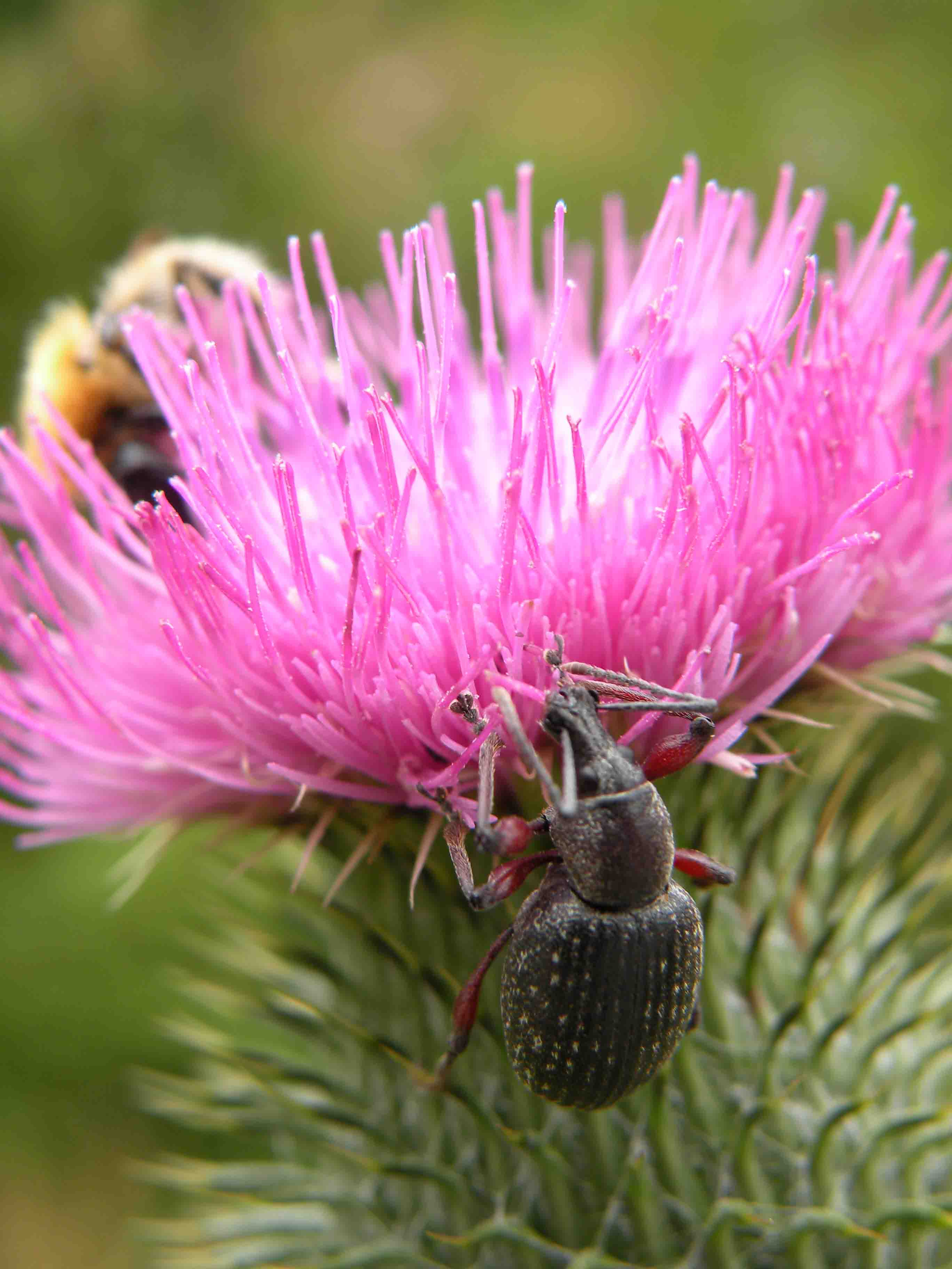 Curculionidae? Quale? Otiorhynchus coecus